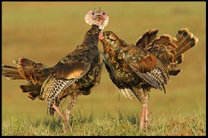 "Wild Turkey Fight" image source: birdsofoklahoma.net