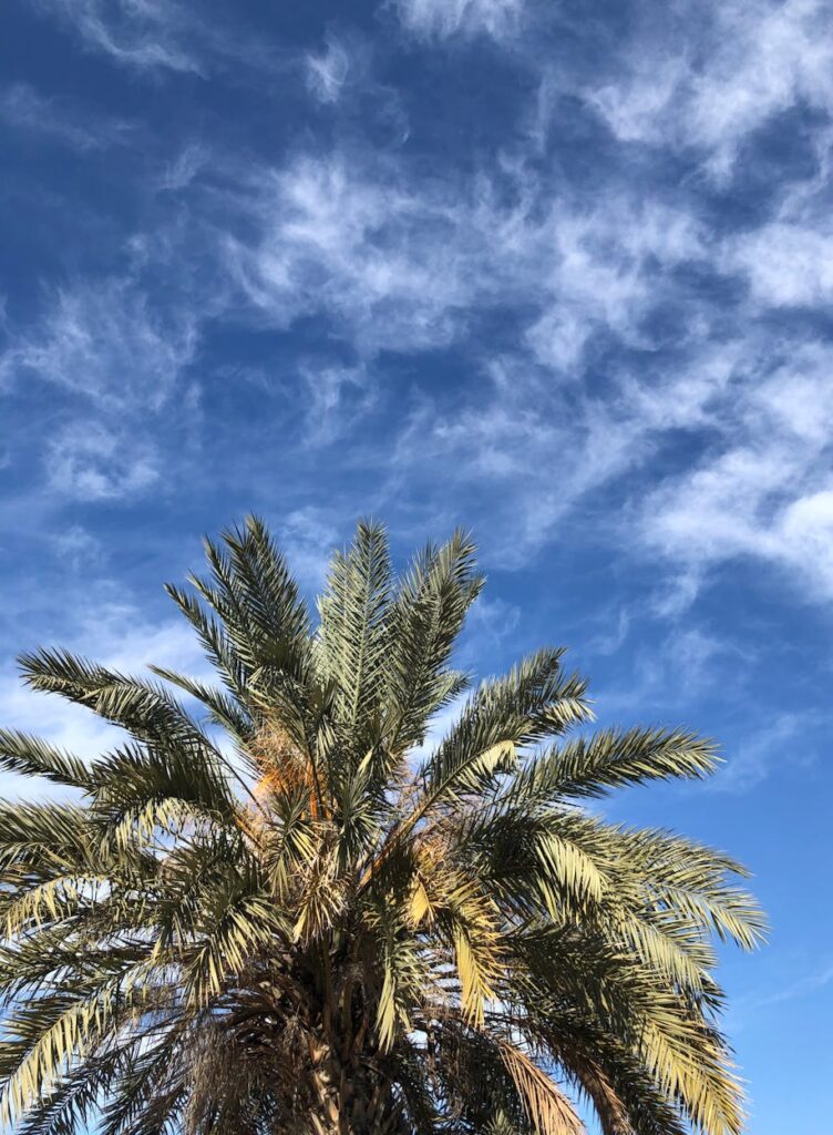 How many time did Abraham look pinto the sky and see a palm tree and clouds?
