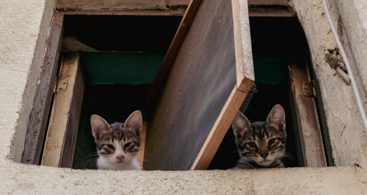 cute kittens looking from window