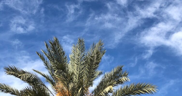 How many time did Abraham look pinto the sky and see a palm tree and clouds?