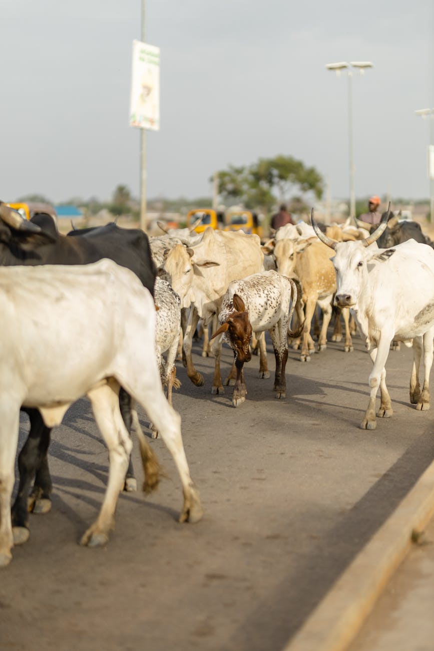herd of cows walking on a road