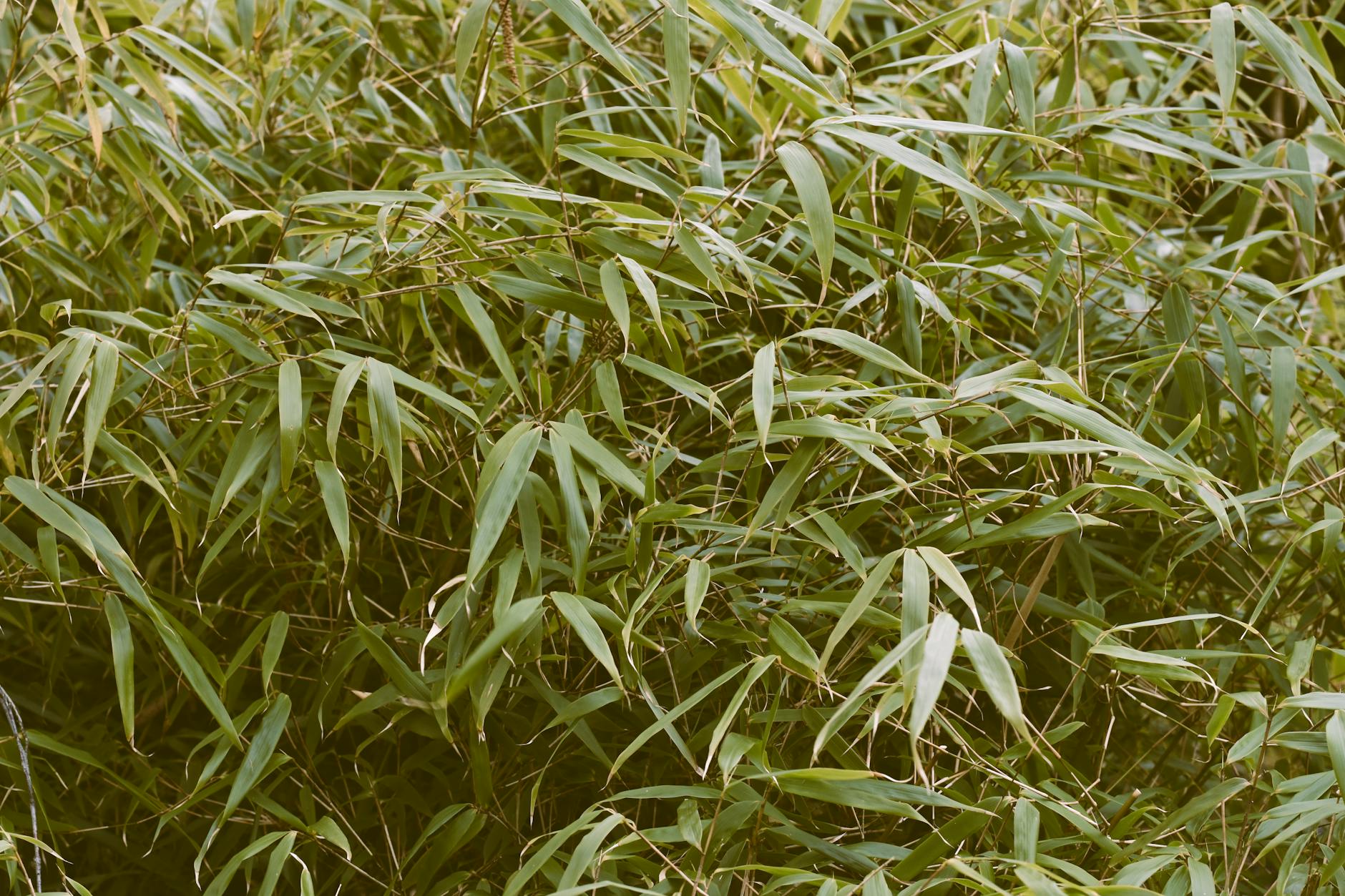 lush green bamboo foliage in a garden setting